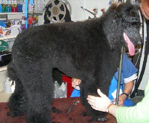 Standard Poodle AFTER